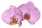 Orchid light pink flower isolated on white background with clipping path. Closeup. Pink phalaenopsis flower with yellow-pink li