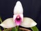 Orchid: Lycaste skinneri