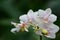 Orchid Mantis aka Hymenopus coronatus