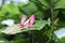 Orchid mantis preying, Pink orchid mantis, Hymenopus coronatus,