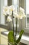 An orchid with many beautiful white flowers stands on the windowsill.