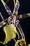 Orchid Miltassia Toskana flower