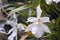 Orchid Miltonia spectabilis alba