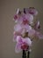 orchid natural flower different rarity beautiful colors plant