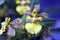 Orchid Oncidium longipes