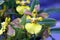 Orchid Oncidium longipes