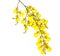 Orchid Oncidium yellow