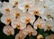 Orchid orange blossom flower tropical