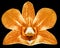 Orchid orange flower, black isolated background with clipping path. Closeup. no shadows. for design.