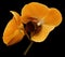 Orchid orange flower. Isolated on black background with clipping path. Closeup. The branch of orchids.