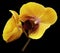 Orchid orange-yellow flower. Isolated on black background with clipping path. Closeup. The branch of orchids