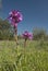 Orchid - Orchis Papilionacea - plant and flower in its natural environment, orchid