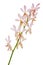 Orchid Panicle