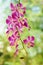 Orchid panicle