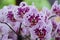 Orchid panicle