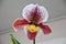 Orchid Paphiopedilum in blooming