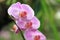 Orchid- Phalaenopsis