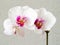 Orchid - Phalaenopsis