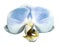 Orchid phalaenopsis blue-white flower. isolated on white background with clipping path. Closeup.