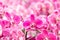 Orchid phalaenopsis. Bouquet of flowers orchids
