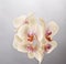 Orchid phalaenopsis flower