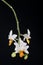 Orchid phalaenopsis hybrid over black