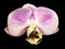 Orchid phalaenopsis pink-white flower. isolated on the black background with clipping path. Closeup.