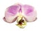 Orchid phalaenopsis pink-white flower. isolated on white background with clipping path. Closeup.