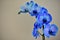 Orchid phalaenopsis royal blue