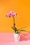 Orchid, Phalaenopsis sp., violet striped flowers in studio on orange and pink colorful free space