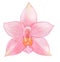 Orchid phalaenopsis watercolor illustration. Beautifull pink exotic flower in a full bloom