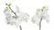 Orchid phalaenopsis white