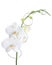 Orchid phalaenopsis white