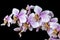 Orchid Phalenopsis mini white pink color on black background