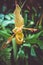 Orchid, phragmipedium grande, closeup view