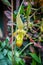 Orchid, phragmipedium grande, closeup view