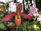 orchid phragmipedium memoria clements