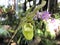 Orchid phragmipedium richteri