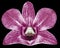 Orchid pink flower, black isolated background with clipping path. Closeup. no shadows. for design.