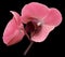 Orchid pink flower. Isolated on black background with clipping path. Closeup. The branch of orchids.