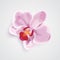 Orchid pink flower. vector illustration