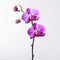 Orchid on a plain white background - isolated stock pictures