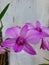 Orchid is a plant that is in great demand among flower collectors
