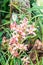 Orchid plant with green leaves and many blossom of pink color. Romatic and wedding plant.