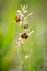 orchid plant Ophrys holosericea, the late spider orchid meadow in the Slovak Little Carpathian Mountains Stupava