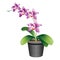 An orchid plant in a pot bearing bright purple orchids - Vector