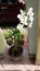   An orchid plant. Potted white orchid . Add colours to the place.