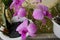 Orchid plant with purple flowers that grow in piles of charcoal and in white pots. very suitable for ornamental plant business nee