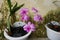 Orchid plant with purple flowers that grow in piles of charcoal and in white pots. very suitable for ornamental plant business nee