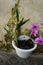 Orchid plant with purple flowers that grow in piles of charcoal and in white pots. very suitable for ornamental plant business nee